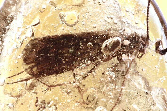 Detailed Fossil Caddisfly (Trichoptera) In Baltic Amber #343406